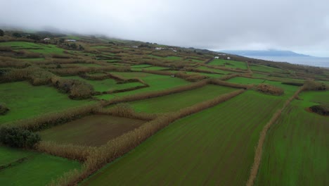 Green-meadow-with-field-plots-used-for-agriculture-in-Azores-island