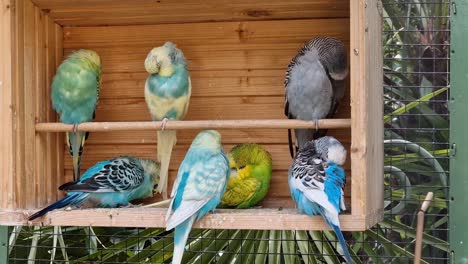 Several-budgerigars--with-various-colours-in-wooden-cage