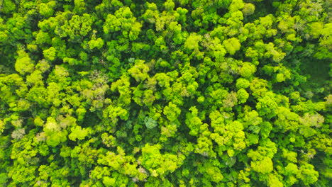 Drone-footage-of-the-Jungle-in-Misiones,-Argentina,-South-America