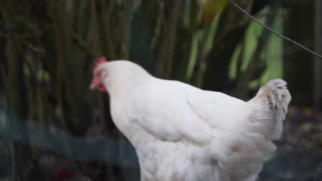 Close-up-view-of-White-hen-walking-around-the-yard-with-plants