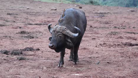 Afrikanischer-Büffel-Frisst-Auf-Dem-Boden-Mit-Madenhackervögeln-Auf-Dem-Rücken-In-Aberdare,-Kenia