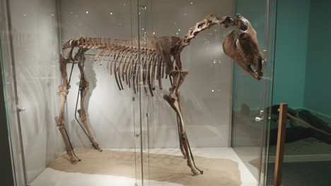 Altes-Pferdeskelett-In-Glasvitrine-In-Der-Ausstellung-Im-Museum-Von-Biskupin,-Polen