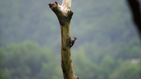 Pelatuk-Besi-O-Dinopium-Javanense-O-Pájaro-Carpintero-Picoteando-Y-Colgando-De-Un-árbol-En-Un-Día-Soleado