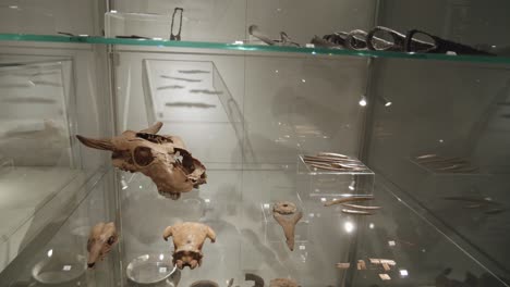 Viejos-Huesos-Y-Cráneos-En-Una-Vitrina-En-La-Exposición-En-El-Museo-De-Biskupin,-Polonia