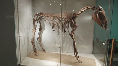 ancient-horse-skeleton-in-glass-case-at-the-exhibition-in-the-museum-of-Biskupin,-Poland