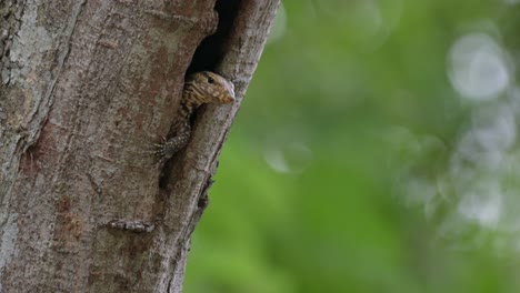 Extending-its-head-out-while-its-left-front-claws-are-out-to-balance-then-retreats-into-the-burrow-to-close-its-eyes-to-sleep,-Clouded-Monitor-Lizard-Varanus-nebulosus,-Thailand