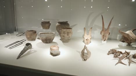 ancient-Bones,-pots-and-skulls-in-glass-case-at-the-display-in-the-museum-of-Biskupin,-Poland