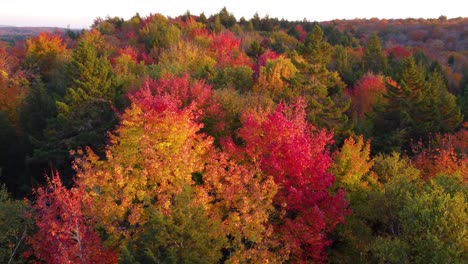 Cambio-De-Color-Vibrante-De-Los-árboles-Durante-La-Temporada-De-Otoño-En-Montreal,-Quebec,-Canadá