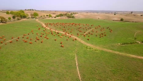 Rebaño-De-Vacas-En-Los-Pastos-En-Portugal