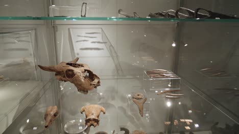 old-Bones-and-skulls-in-glass-case-at-the-exhibition-in-the-museum-of-Biskupin,-Poland