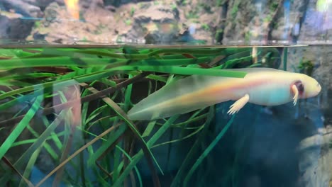 Axolotl-Close-up-Side-Profile-View