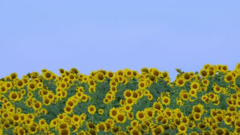 Moving-with-some-wind-as-the-camera-zooms-out-revealing-a-blue-sky-and-this-sea-of-Common-Sunflower-Helianthus-annuus,-Thailand