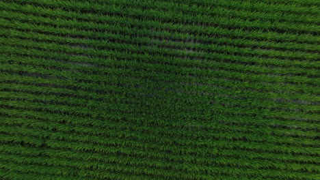 Wind-blowing-over-a-wet-rice-fields,-on-the-countryside-of-Japan---aerial-view