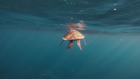 Marvel-at-the-serene-elegance-of-a-magnificent-turtle-gracefully-navigating-the-crystal-clear-depths-of-the-ocean-to-catch-some-air