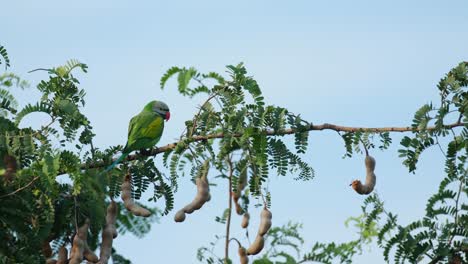 Perched-on-a-horizontal-branch-of-a-tamarind-tree-while-the-camera-zooms-out,-Red-breasted-Parakeet-Psittacula-alexandri,-Thailand