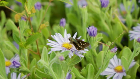Formosan-Schmetterling-Erkundet-Die-Asterblume-Von-San-Bernardino-Mit-Einer-Antenne