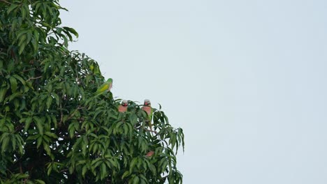 Side-of-a-mango-tree-populated-by-some-Red-breasted-Parakeet-Psittacula-alexandri,-Thailand