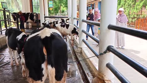 Dairy-cows-in-a-pen-are-an-interesting-tourist-attraction-to-learn-about-animal-husbandry