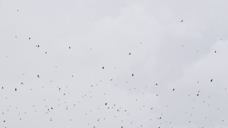Black-vulture-large-flock-migrating-against-a-cloudy-sky