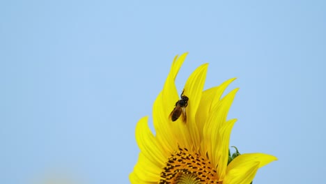 Eine-Biene-Scheint-Auf-Dem-Blütenblatt-Festzusitzen-Und-Darum-Zu-Kämpfen,-Sich-Zu-Befreien,-Gewöhnliche-Sonnenblume-Helianthus-Annuus,-Thailand