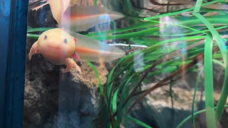 Curious,-Cute,-And-Friendly-Axolotl-Smiling-At-The-Camera