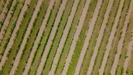 Aerial-Top-down-shot-of-green-Vineyards-on-sunny-Day-in-Agricultural-Farmland