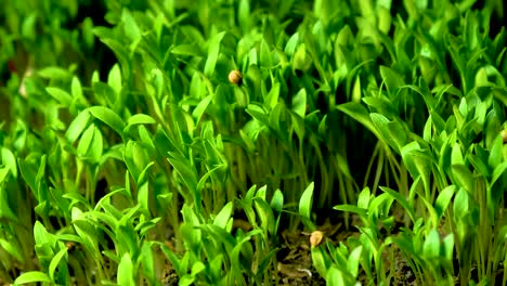 Nahaufnahme-Des-Korianderpflanzenwachstums-Im-Zeitraffer
