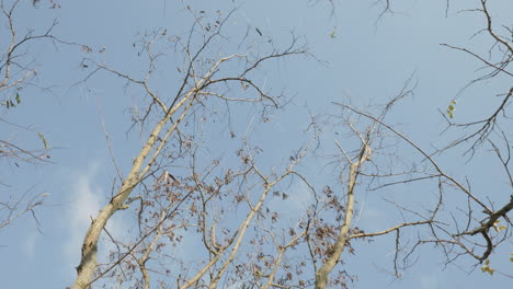 Kahle-Bäume-An-Einem-Windigen-Wintertag