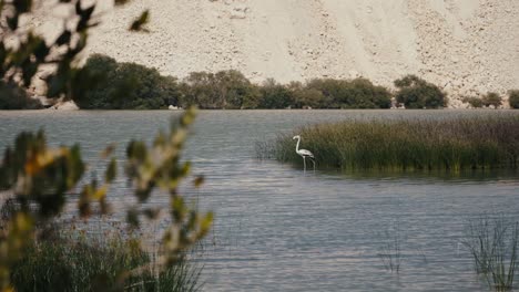 Elegant-flamingo-wades-through-serene-waters