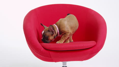 French-bulldog-puppy-standing-on-a-red-chair,-shot-on-R3D