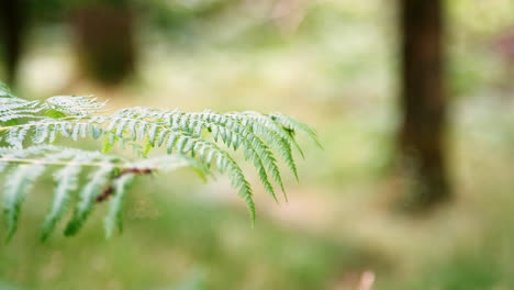 Close-up-detail-of-fern-leaves-in-a-forest,-selective-focus,-Lake-District,-UK