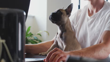 Welpe-Der-Französischen-Bulldogge-Sitzt-Mit-Seinem-Besitzer-Am-Schreibtisch-Im-Büro,-Während-Er-Am-Computer-Arbeitet
