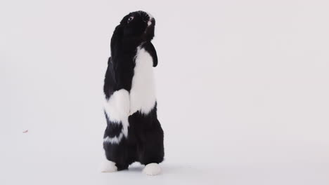 Miniatur-Schwarz-Weiß-Kaninchen-Mit-Schlappohren,-Das-Auf-Den-Hinterbeinen-Vor-Weißem-Hintergrund-Steht