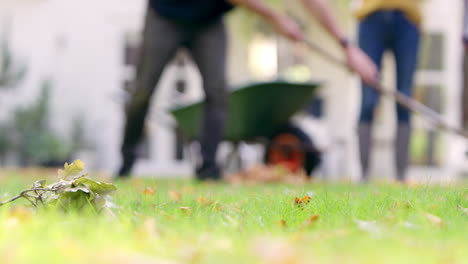 Couple-working-in-garden-at-home-raking-leaves-into-barrow-with-focus-on-oak-leaf-in-foreground---shot-in-slow-motion