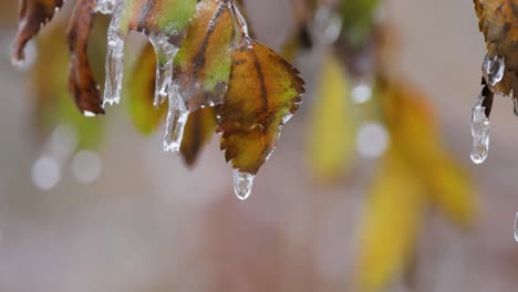 Leaves-and-branches-of-the-tree-froze-during-the-first-morning-frost-in-late-autumn.