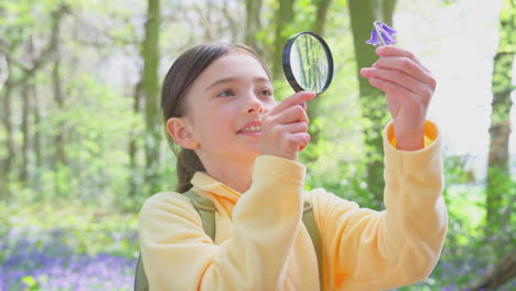 Girl-In-Spring-Woodlands-Examining-Bluebells-With-Magnifying-Glass
