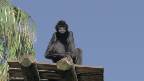 Schwarzer-Klammeraffe-Sitzt-Ruhig-Auf-Einer-Holzterrasse-Im-Zoo-Von-Lissabon,-Portugal