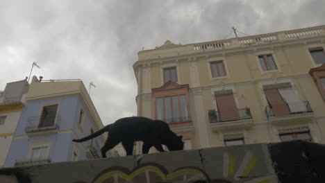 A-spanish-street-cat