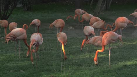 Gruppe-Flamingos-Beim-Essen