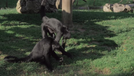 Beobachten-Sie-Schwarze-Klammeraffen-Im-Zoo-Von-Lissabon,-Portugal