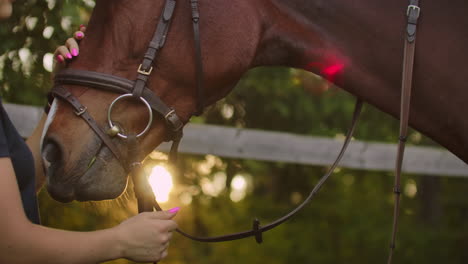 Girl-is-stroking-her-horse-while-it-eating-a-grass-in-the-morning-before-training.