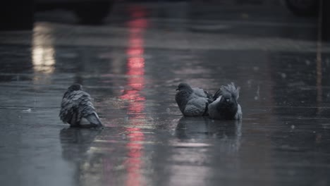 Palomas-Limpiando-Plumas-En-El-Charco