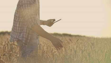 Granjero-Que-Usa-Tableta-En-Campo-De-Trigo.-Científico-Que-Trabaja-En-El-Campo-Con-Tecnología-Agrícola.-Cerca-De-La-Mano-Del-Hombre-Tocando-Tablet-Pc-En-Tallos-De-Trigo.-Agrónomo-Investigando-Espigas-De-Trigo