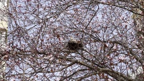 Taube-Im-Nest-Auf-Baum
