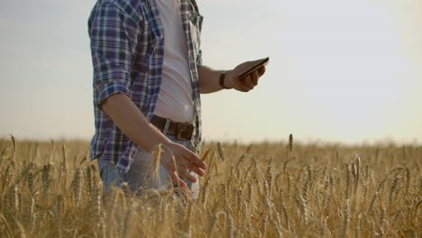 Un-Hombre-Con-Sombrero-Y-Jeans-Con-Una-Tableta-En-Cáncer-Toca-Y-Mira-Los-Brotes-De-Centeno-Y-Cebada,-Examina-Las-Semillas-Y-Presiona-El-Dedo-En-La-Pantalla-Táctil-Al-Atardecer.