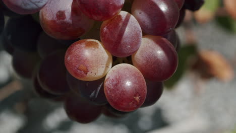 Red-ripening-grapes