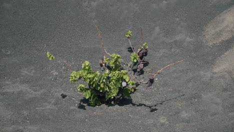 Ein-Traubenstrauch-Auf-Lanzarote,-Spanien