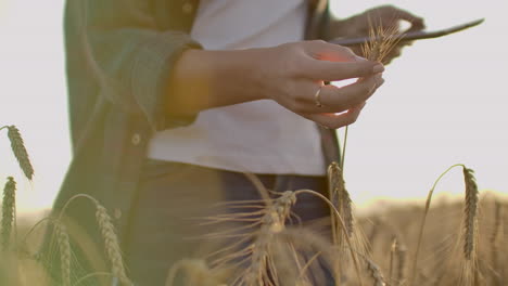 Joven-Agricultora-Con-Camisa-A-Cuadros-En-Campo-De-Trigo-Al-Fondo-Del-Atardecer.-La-Niña-Usa-Una-Tableta-Para-Cosechar.