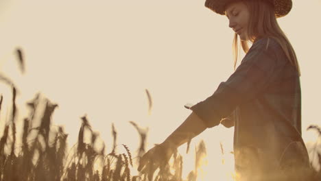 A-farmer-girl-with-a-tablet-computer-in-her-hands-examines-the-ears-of-rye-and-enters-data-into-the-tablet-computer