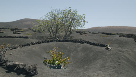 Flug-über-Die-Weinberge-Von-La-Geria-Auf-Lanzarote